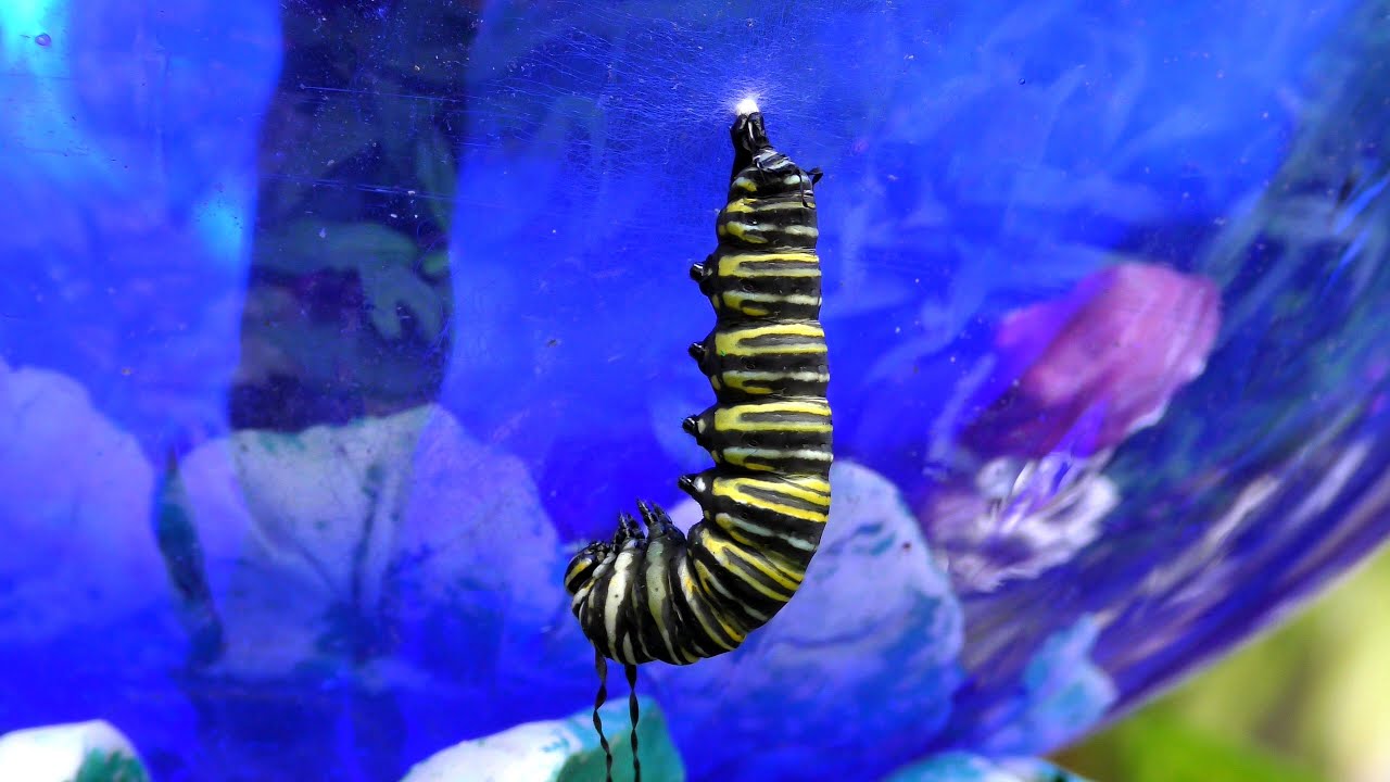 Monarch Butterfly Metamorphosis time-lapse FYV