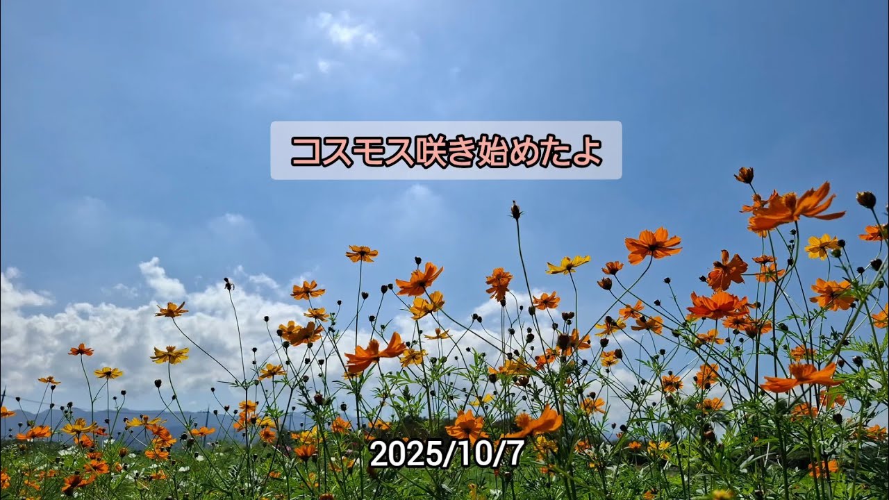 コスモスが咲き始めたよ