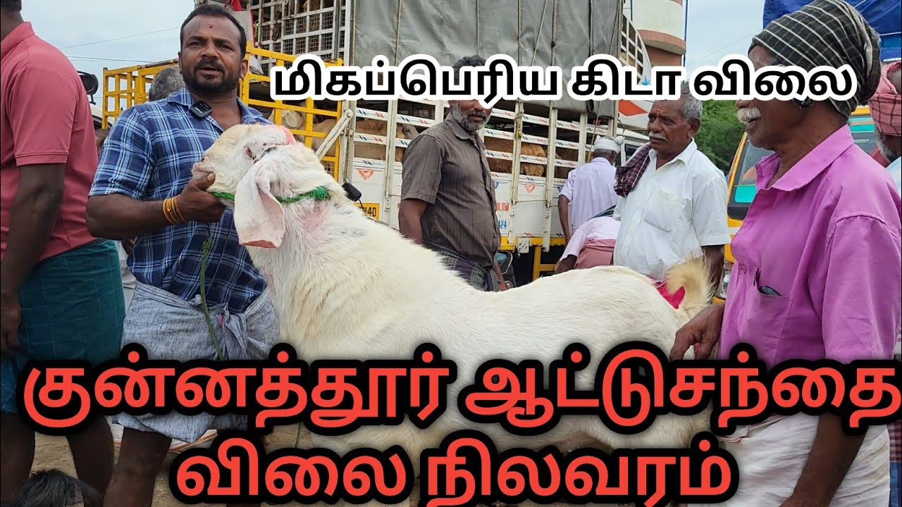 குன்னத்தூர் சந்தைக்கு விற்பனைக்கு வந்த பெரிய பெரிய கிடாய்கள் வரத்து #goatmarket #tamiltv
