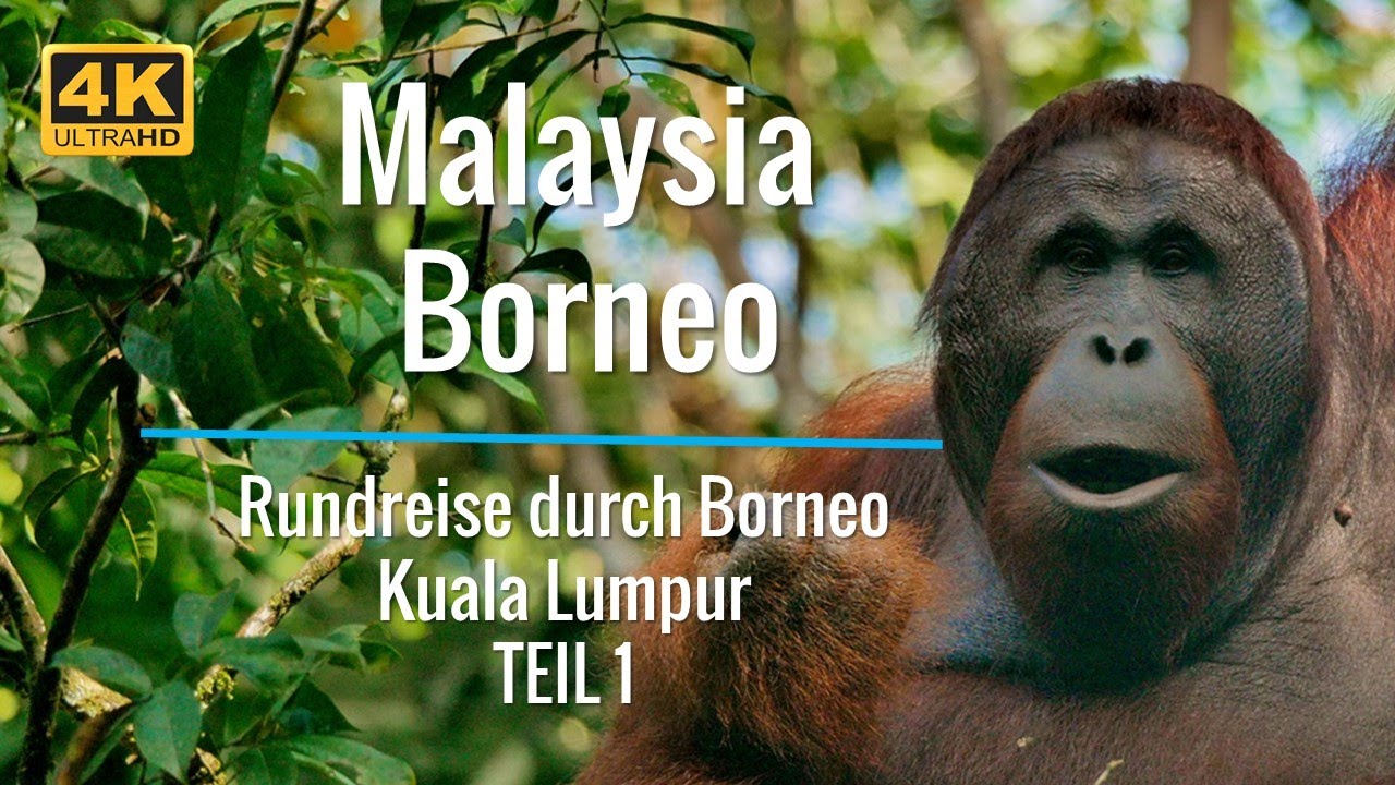 Malaysia - Borneo - Rundreise mit Chamäleon-Reisen Teil 1 - Orang Utans in Semenggoh - Gunung Mulu
