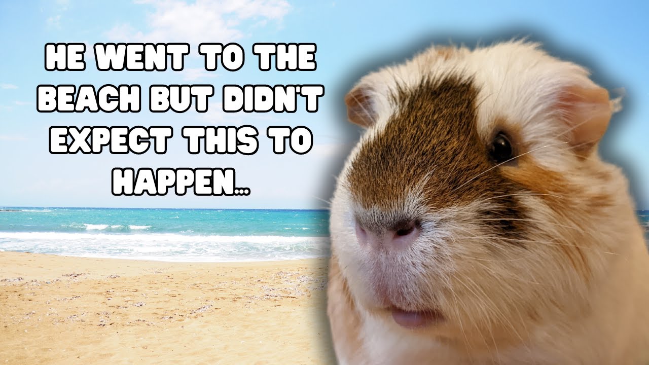 Guinea Pigs Playing On The Beach