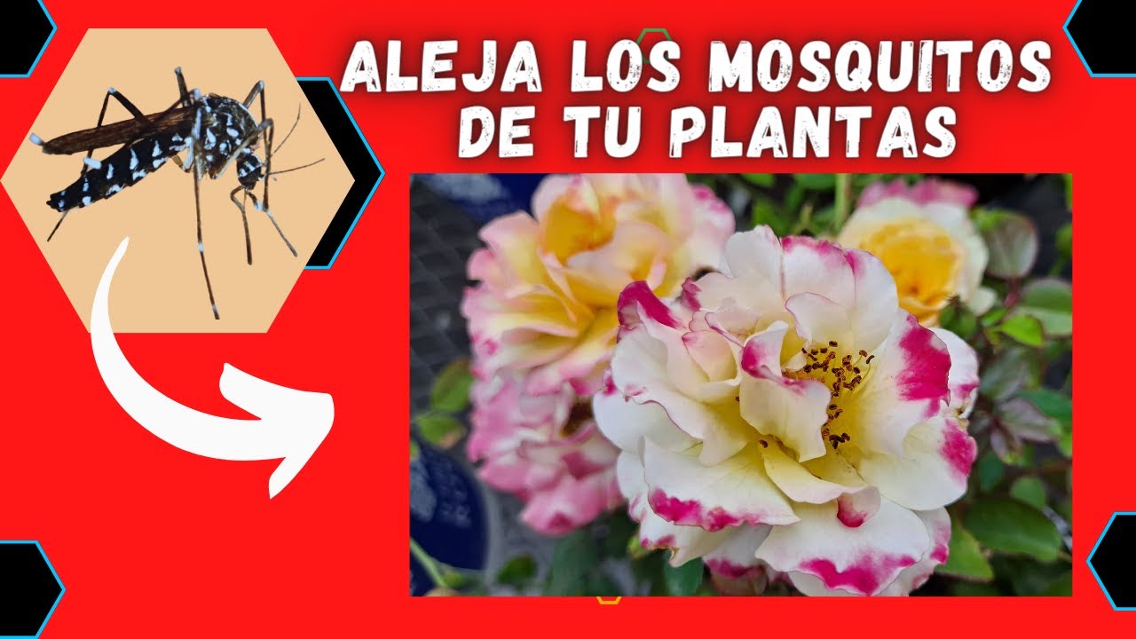5 PLANTAS REPELENTES de MOSQUITOS y MOSCAS que SI FUNCIONAN y que no DEBEN de FALTAR en tu casa