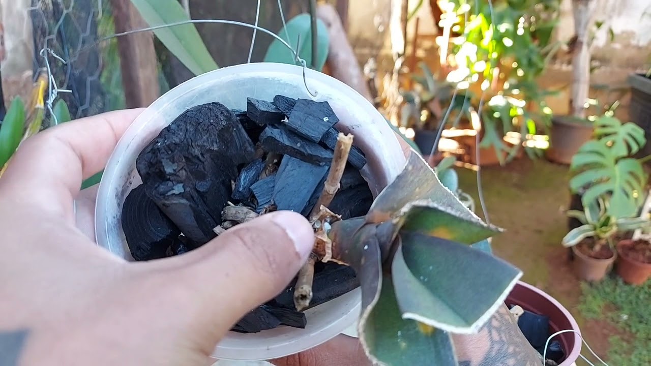 VEJA COMO EU SALVEI ESSAS PHALAENOPSIS!!!
