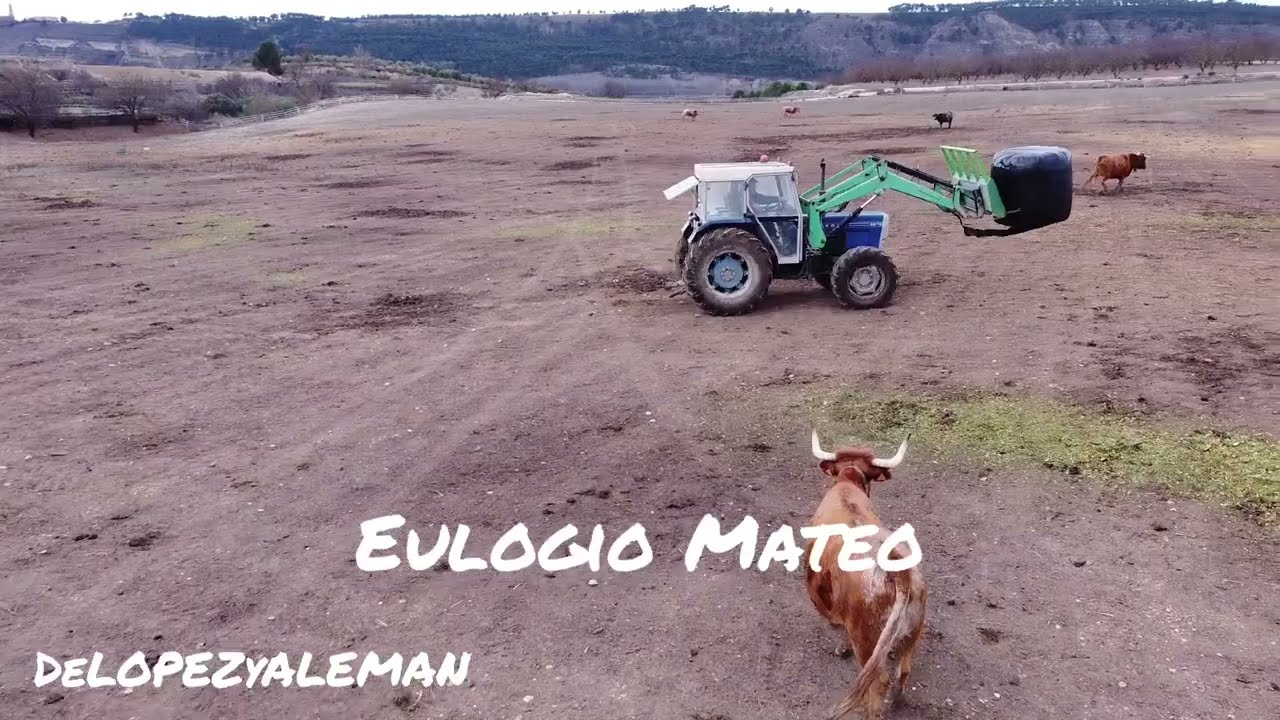 Я леплю птиц из глины и запускаю их в полет... Эулохио Матео с воздуха.
