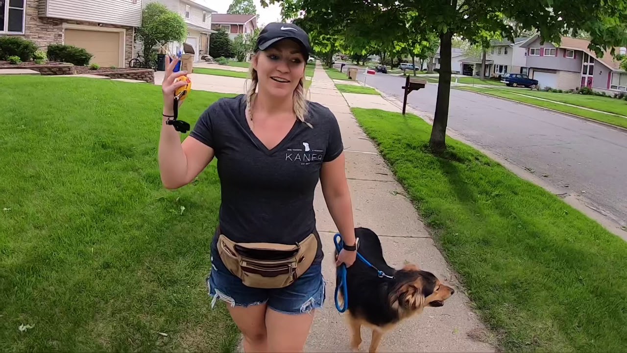 E-Collar Heel | KANE9 Dog Training