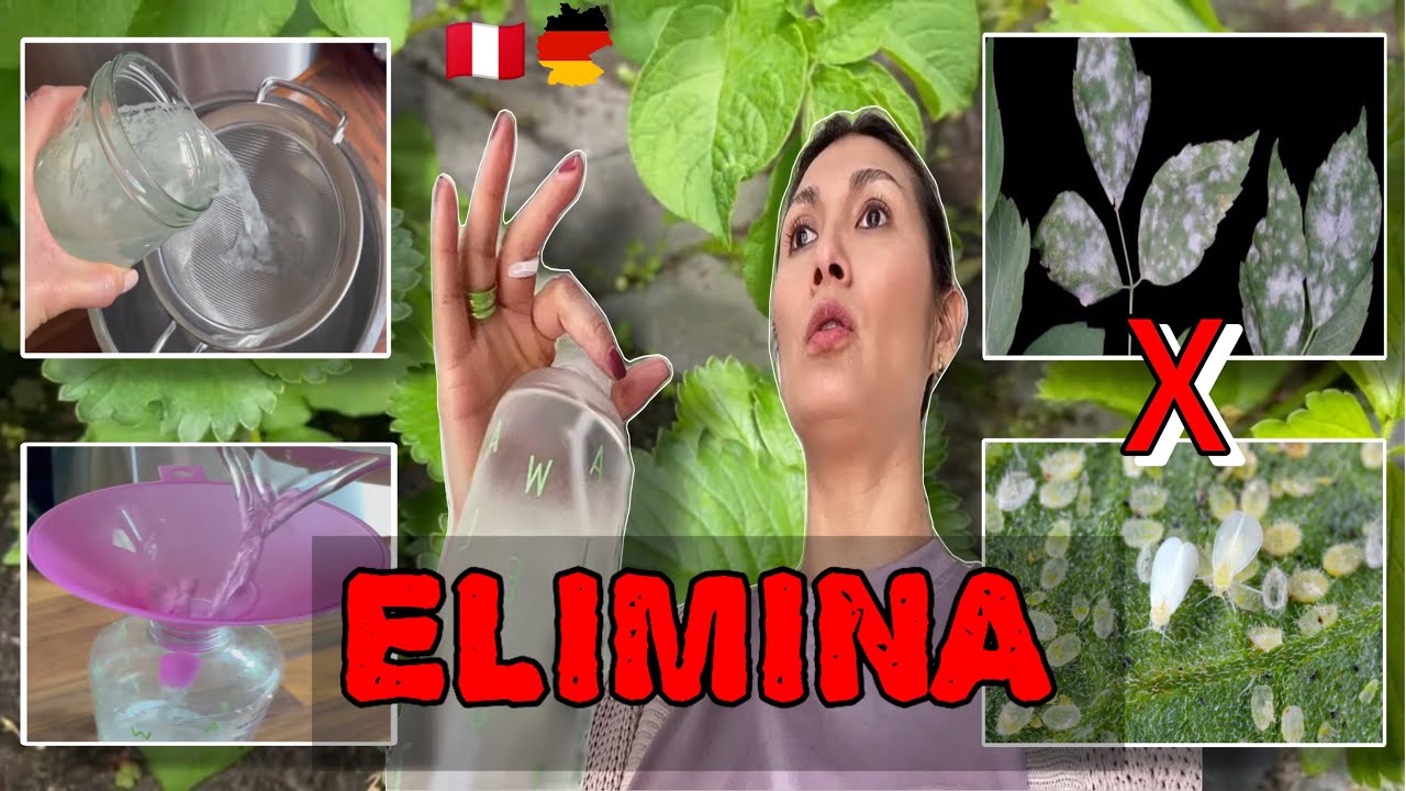 MI HUERTO ORGÁNICO  ¡Elimina Hongos y la Mosca Blanca! Insecticida Casero 🥰 | Shirley Tocic