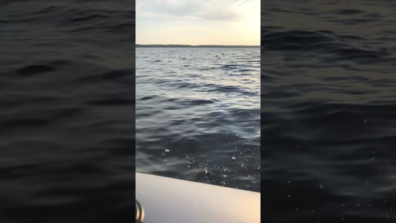 Sea Pro 6 сил 4 такта , моторчик просто песня 🔥 рекомендую