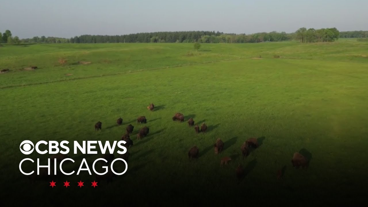 Nature Conservancy restores prairie, bison grazing in Northern Illinois