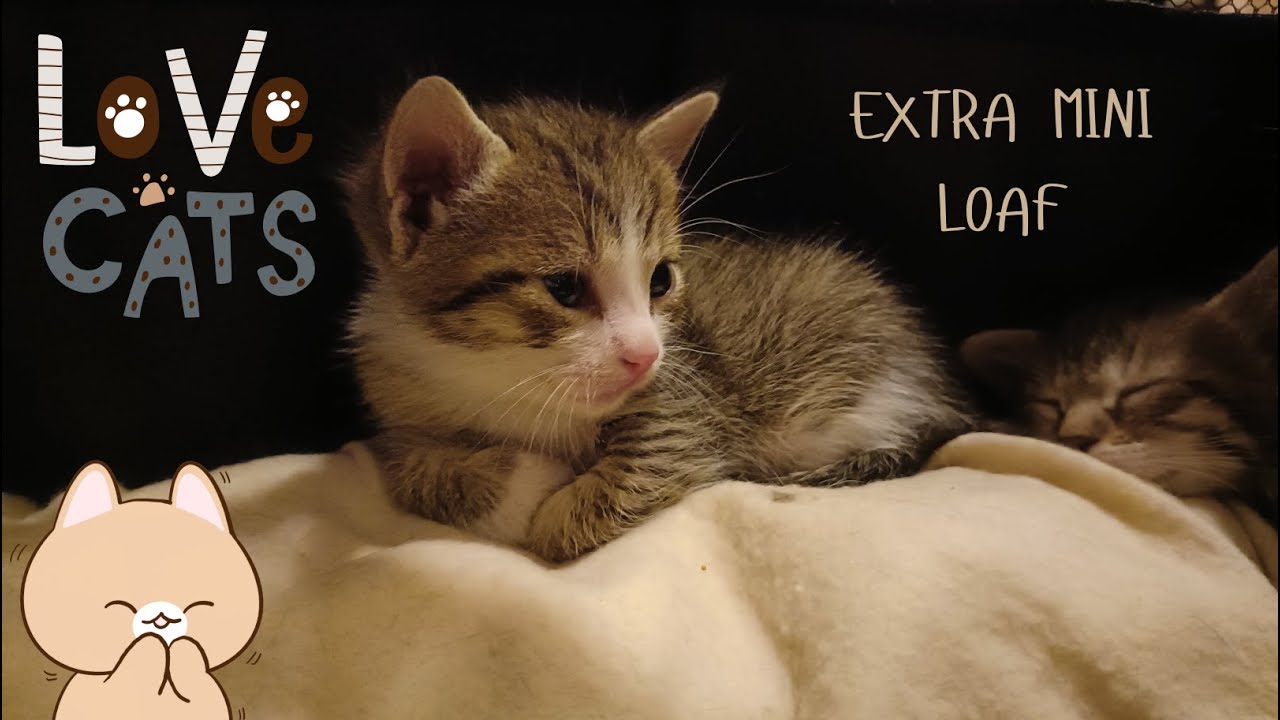 The Last Brave Kitten Leaves the Nest 🐾💛