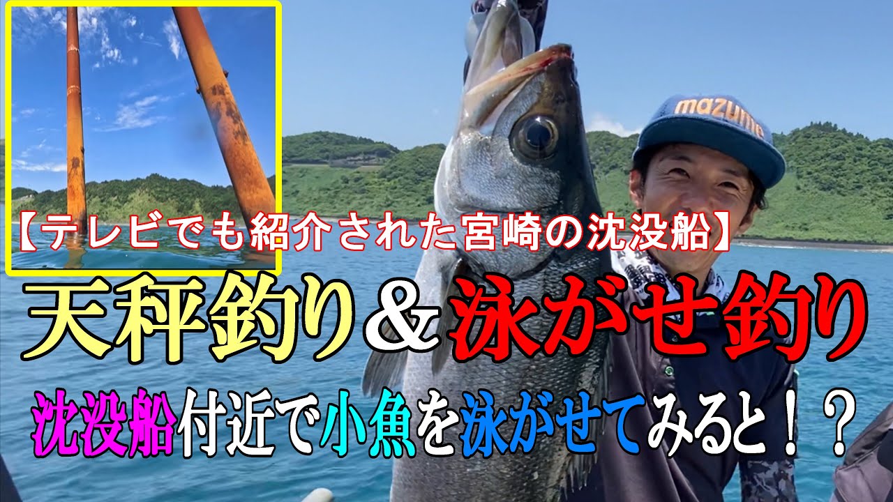 プレジャーボート天秤釣り＆泳がせ釣り。テレビでも紹介された！あの沈没船付近で高級魚ヒラスズキ！？料理もするよ♪