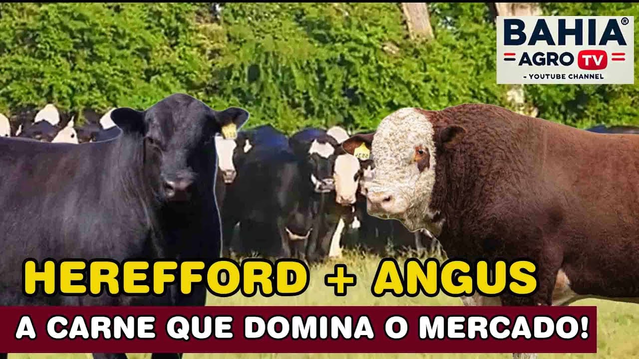 A Melhor Ra&ccedil;a de Corte do Mundo?  Conhe&ccedil;a o Cruzamento Hereford com Angus! #hereford  #angus