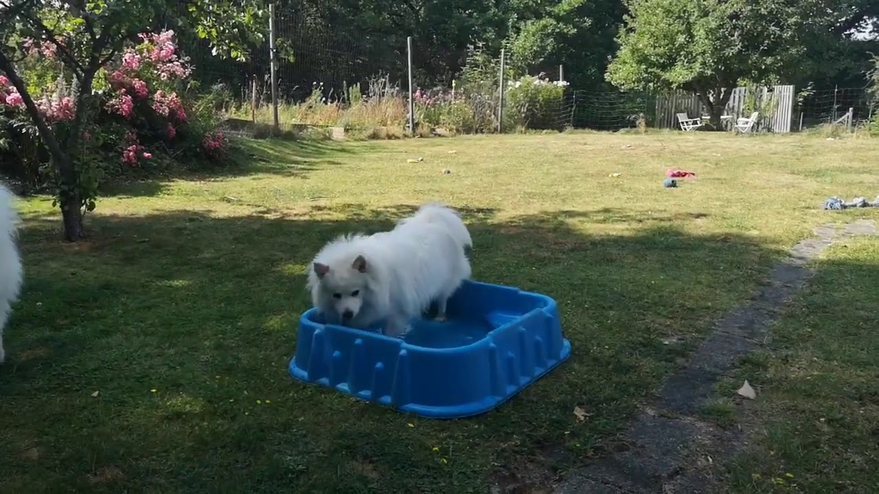 Waldi Jr. Mittelspitz hanhund