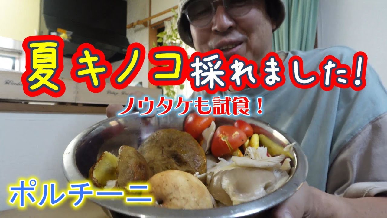 【夏キノコ採り】ポルチーニ出てる！
