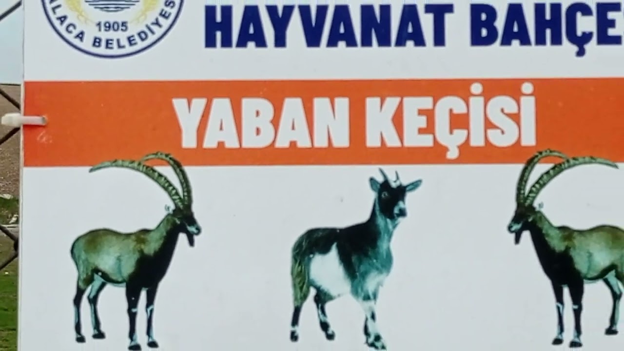 ÇORUM'UN  GÜZELLİKLERİ   VELİ ÇAYIRI.... PİKNİK ALANI VE HAYVANLARI