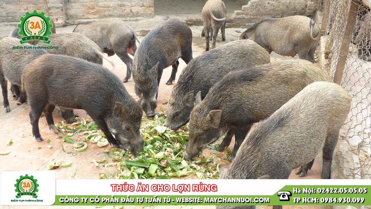 Thức ăn cho lợn rừng - Kiến thức chăn nuôi lợn rừng