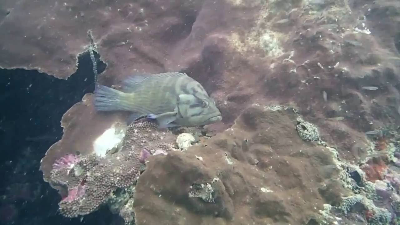 ไปดำน้ำ-ถ่ายรูป ที่เกาะดอกไม้ - ภูเก็ต 2016-9-8th Photo Dive - Koh Dok Mai