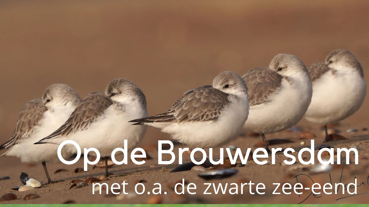 Op de Brouwersdam met o.a. de zwarte zee-eend #1464