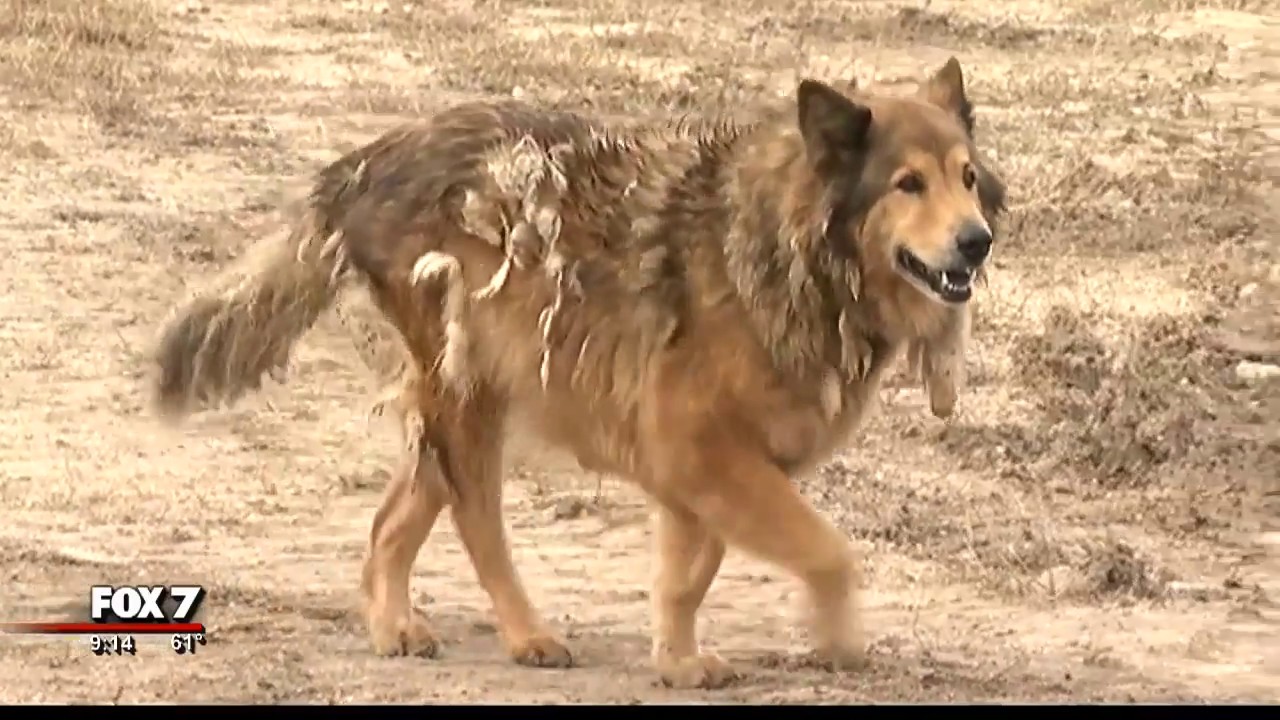 Stray dog in Hutto to soon have new home | 12/2016