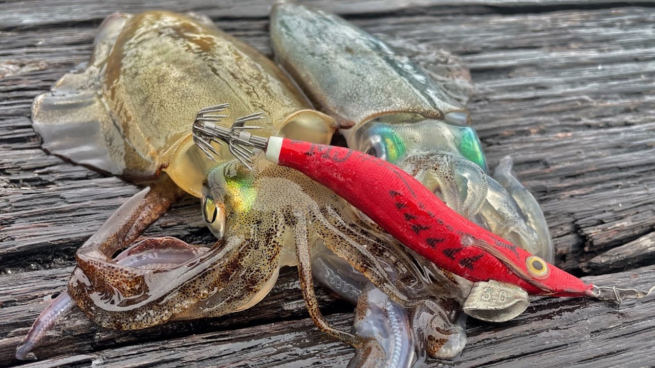 Squid Fishing In CRYSTAL Clear Water!! #squidfishing