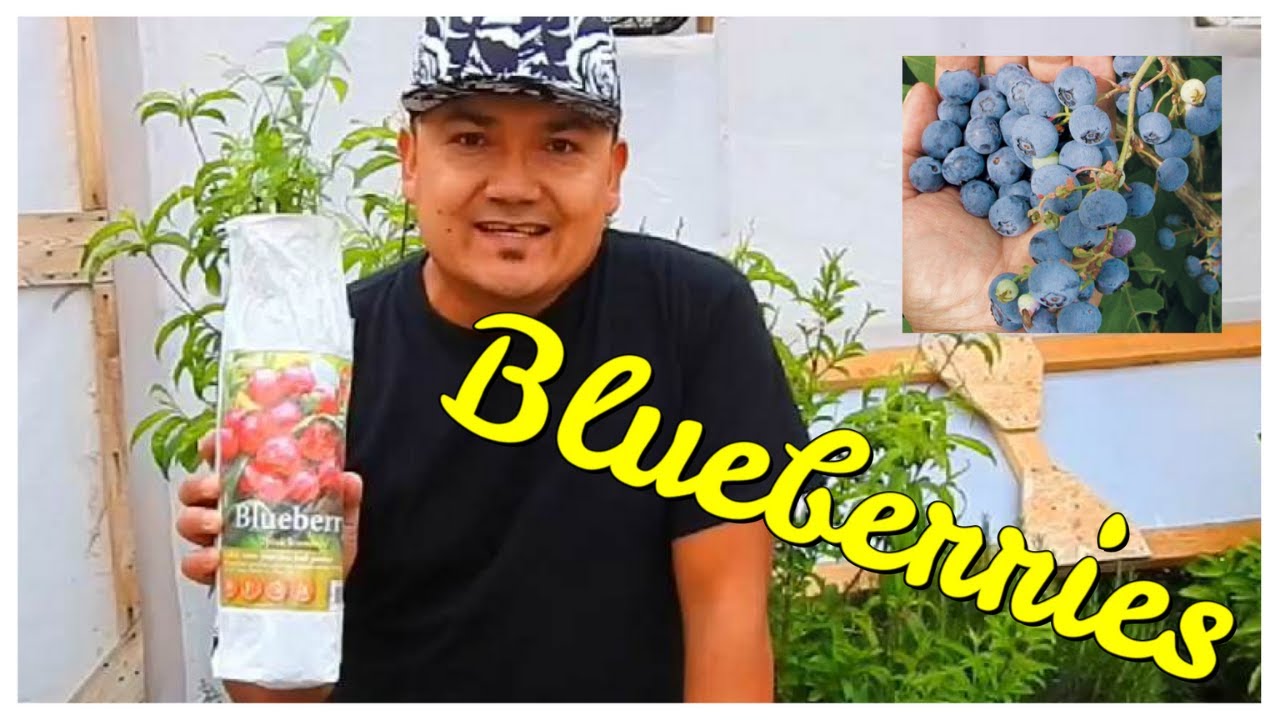 Como plantar BLUEBERRIES en MACETA [completo] y FERTILIZANTE