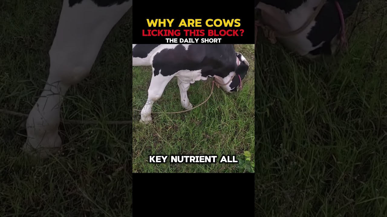 Why are Cows licking this Block? - The Salt Lick - Mineral Block