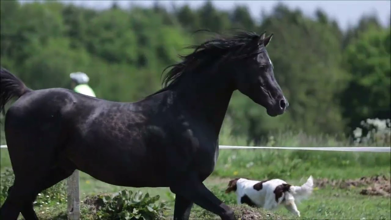 Black Arabian Stallion   in the Netherlands