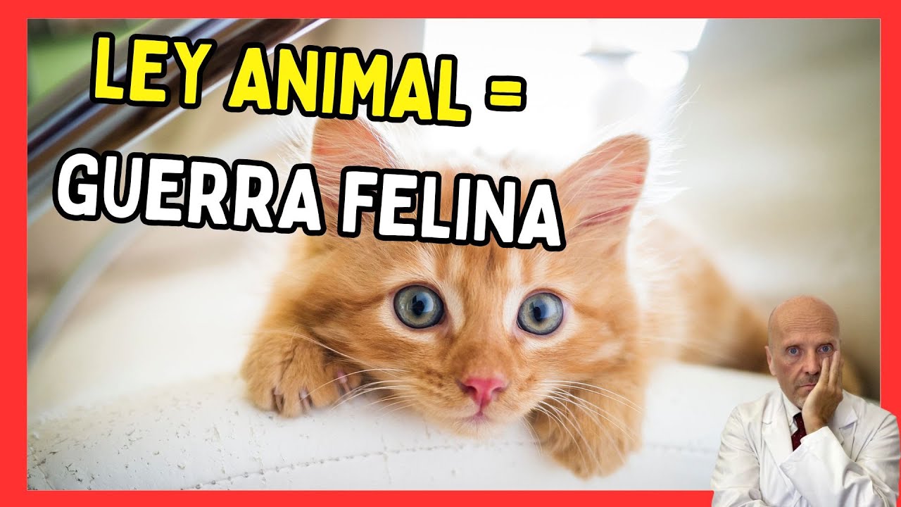 🚨 Guerra de Gatos en España: La Ley de Bienestar Animal