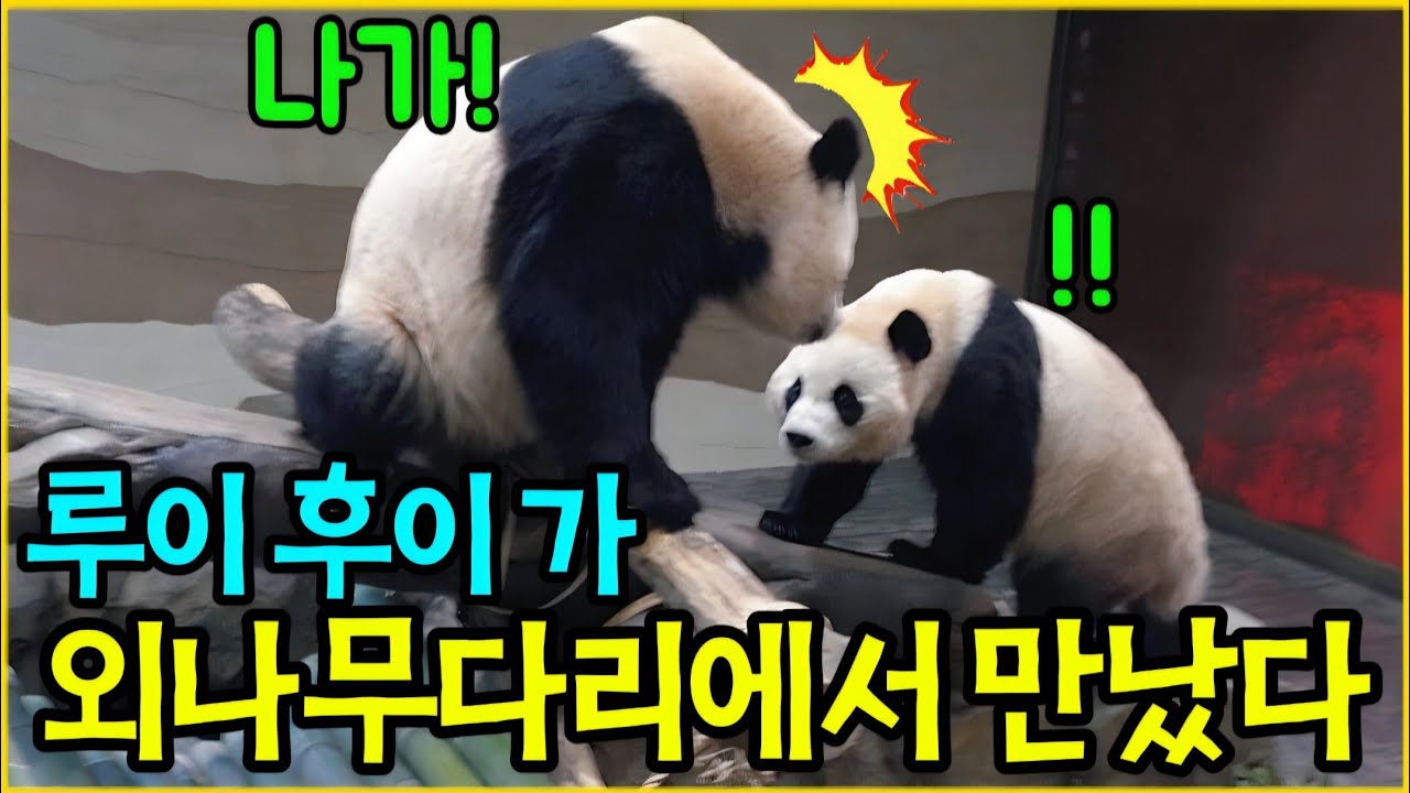 에버랜드 판다월드 1월 29일 루이 후이 가 결국 외나무다리에서 만났어요!!