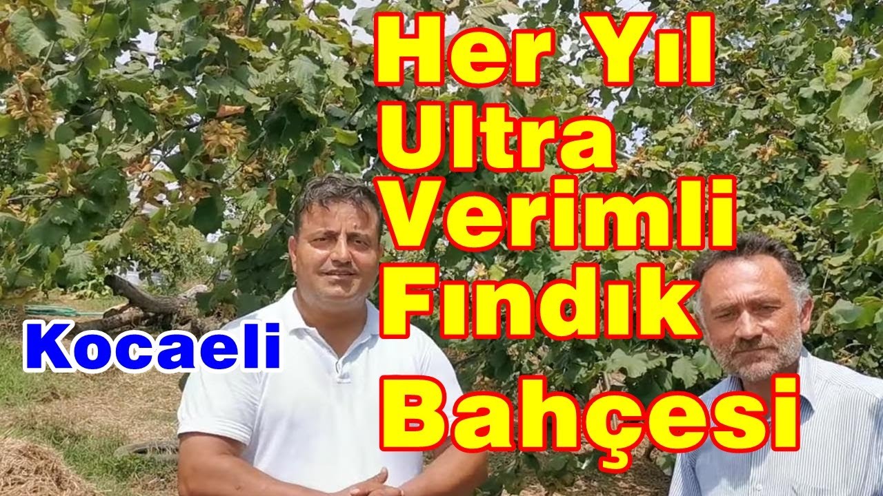 Her Yıl Ultra Verimli Fındık Bahçesi - Rekor Gelişim Gübrelerinin  Fındıktaki Sonuçları - Gübreleme