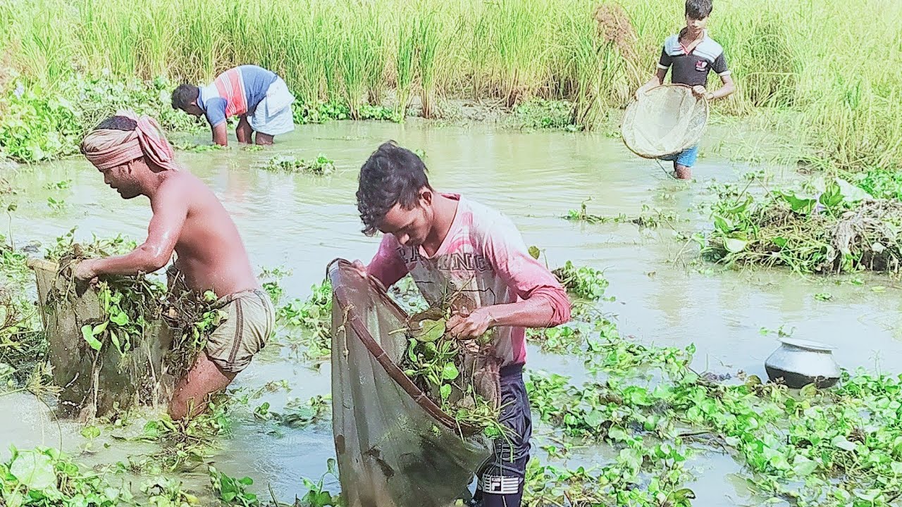 Hand Fishing - Traditional Hand Net Fishing🐟|| Best Village Fishing Video🐟||
