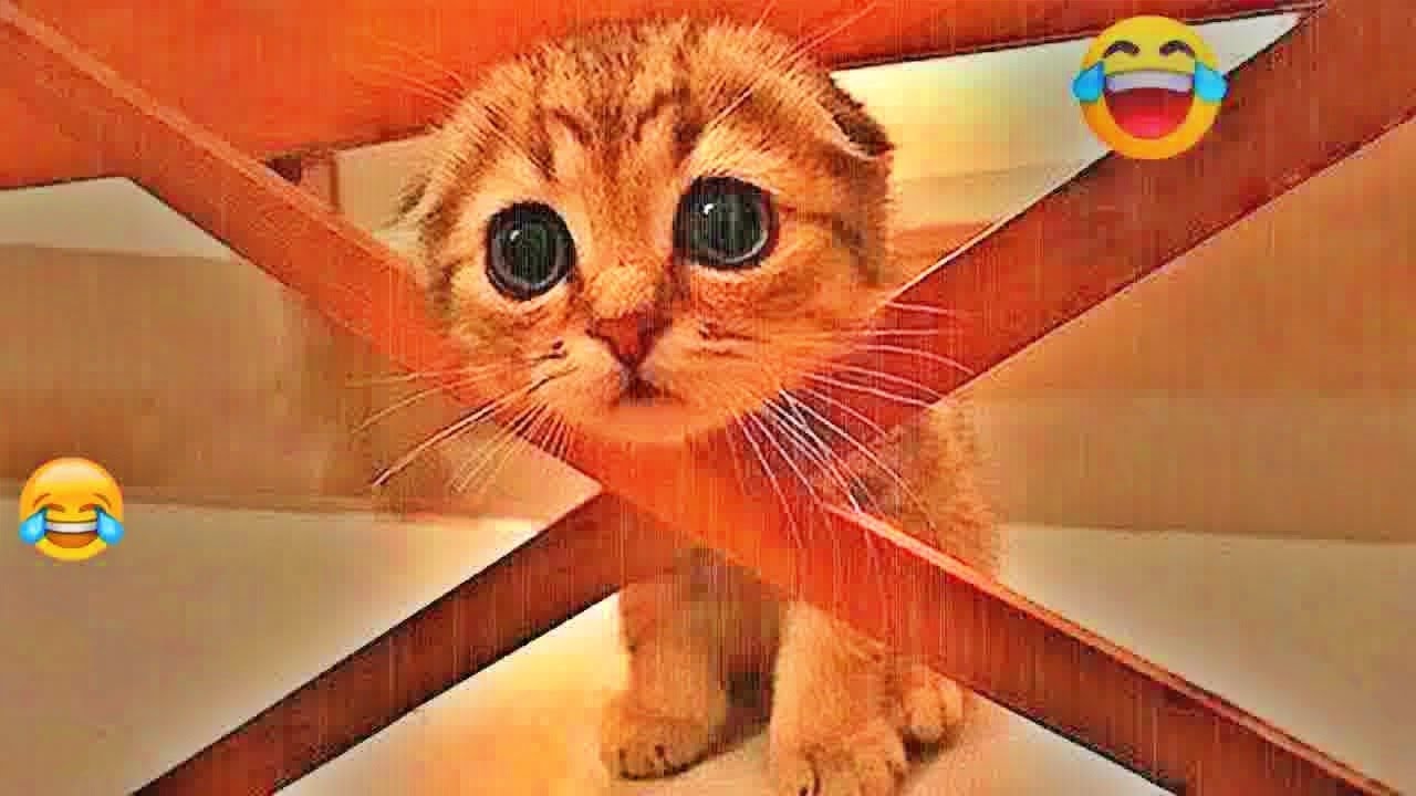 You Laugh You Lose😪🐶Funniest Dogs and Cats 2026😬🐶
