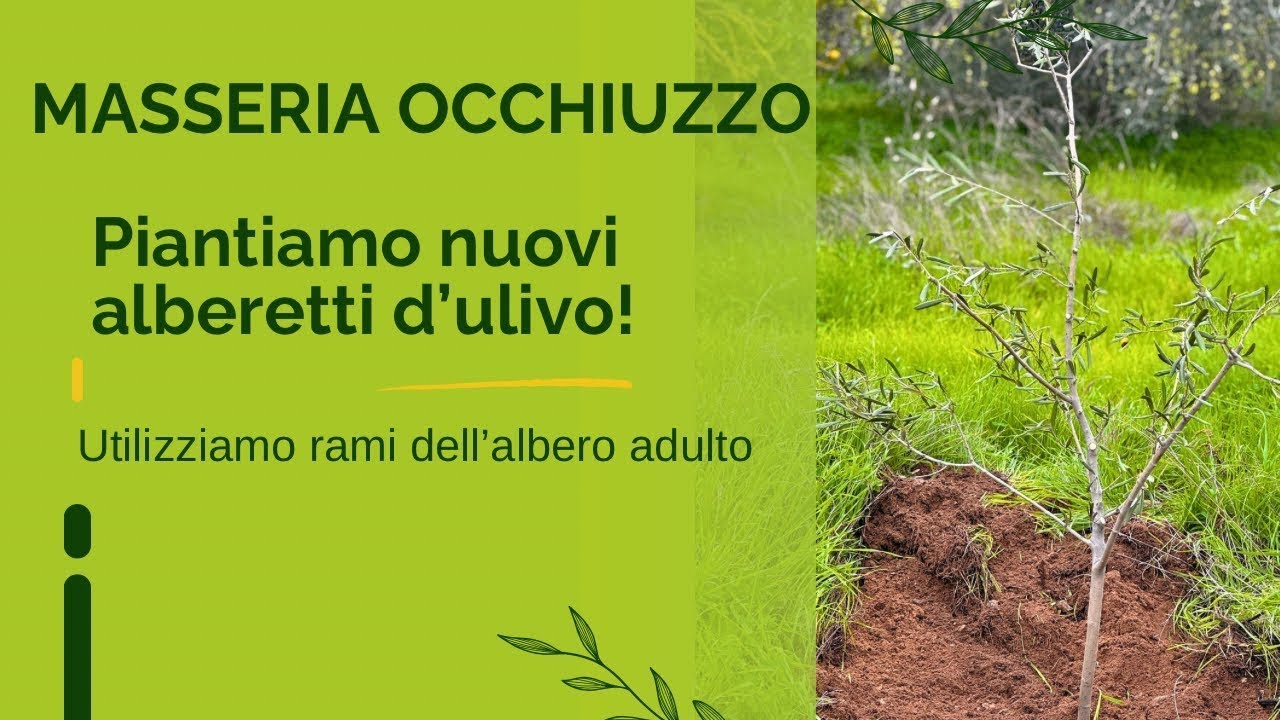 Come piantare un ulivo da un ramo   Propagazione semplice passo dopo passo