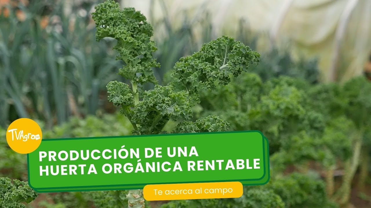 Producción de una huerta orgánica rentable 🌾🌿- TvAgro por Juan Gonzalo Angel Restrepo