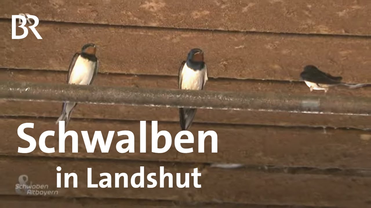 Tierschutz - Artenschutz am Gebäude: Schwalben in Landshut | Schwaben & Altbayern | BR