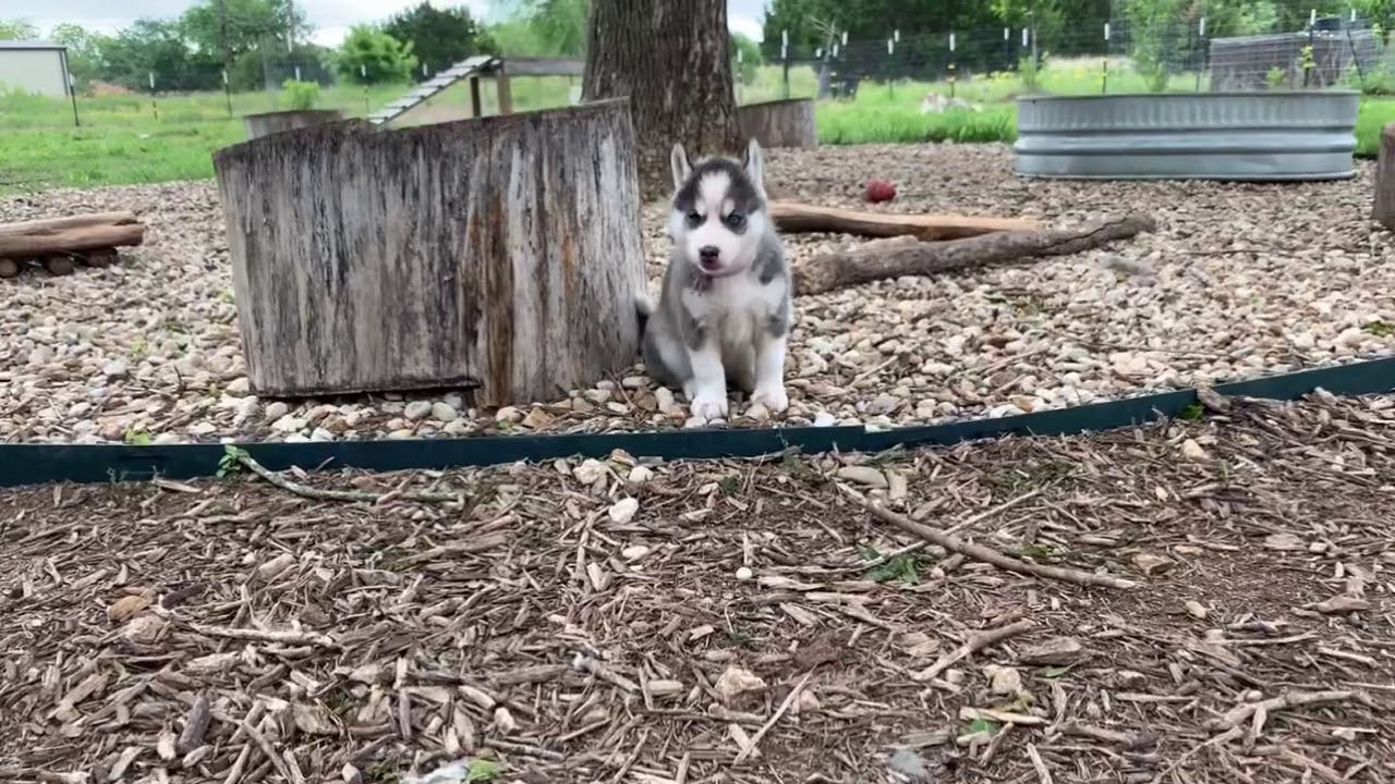 Husky puppy training on agility ramp