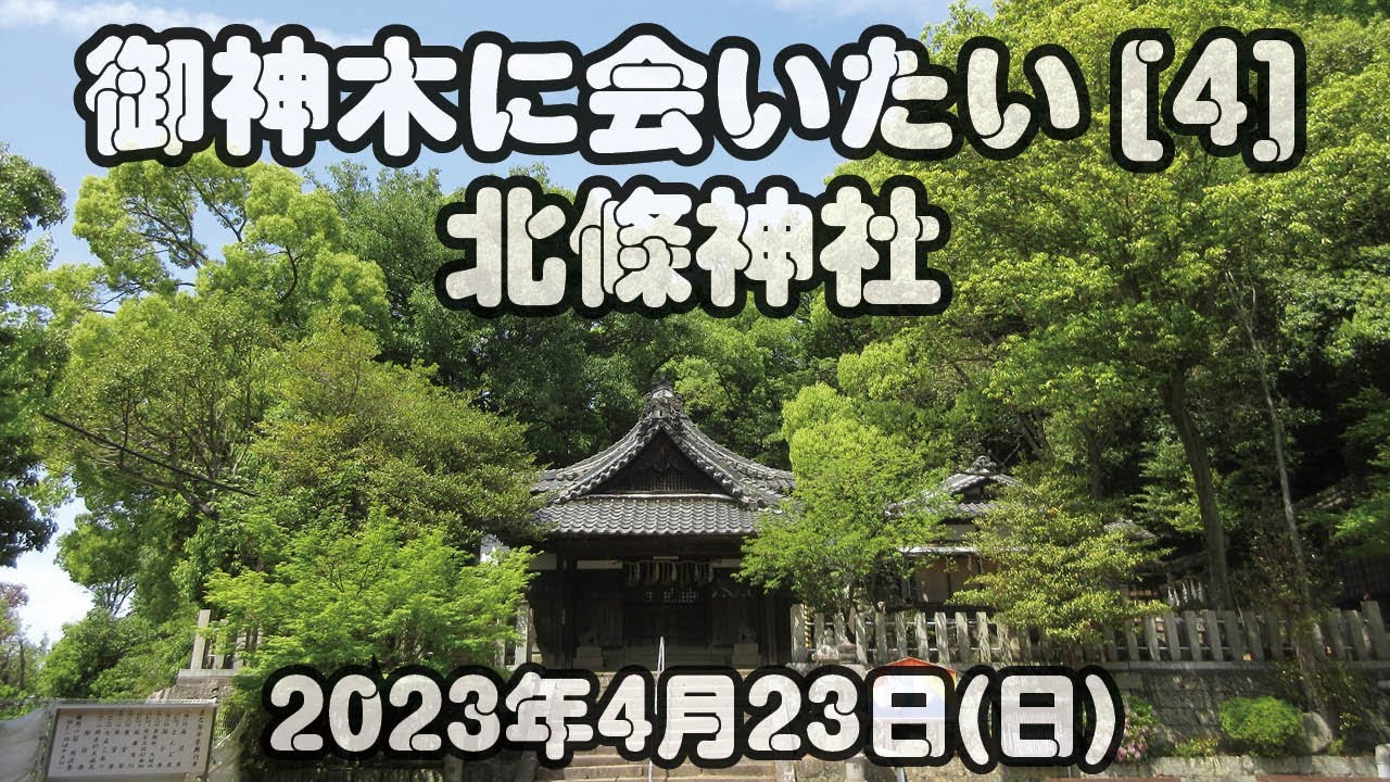 御神木に会いたい[4]北條神社2023年4月23日(日)