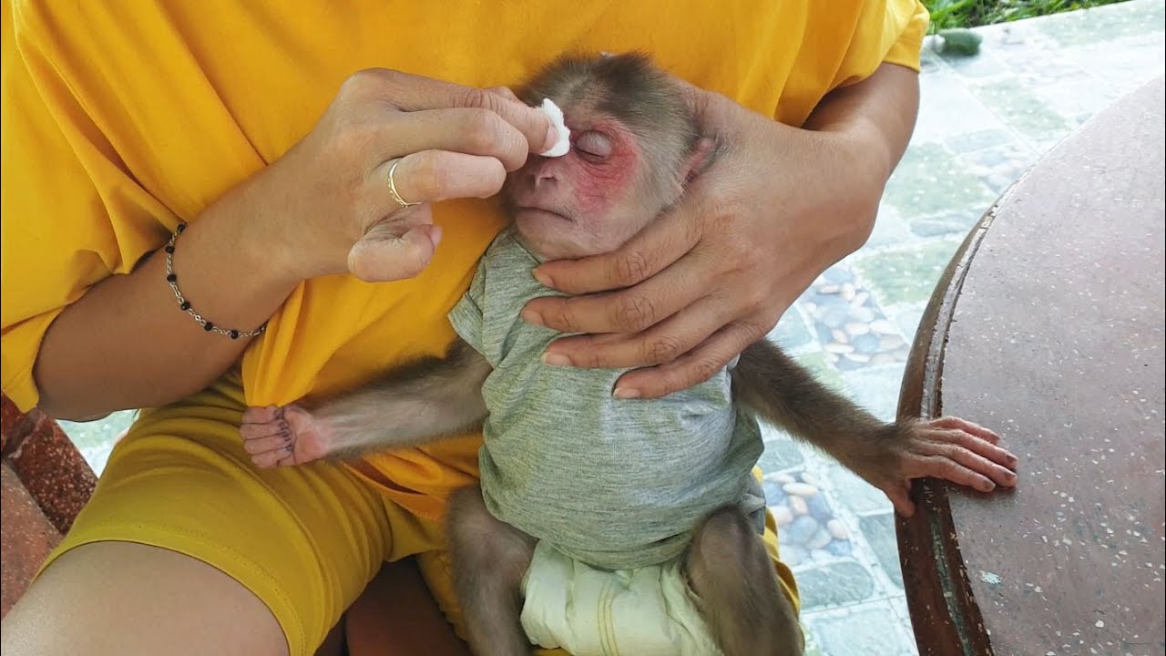 Mom worries about baby monkey's injury