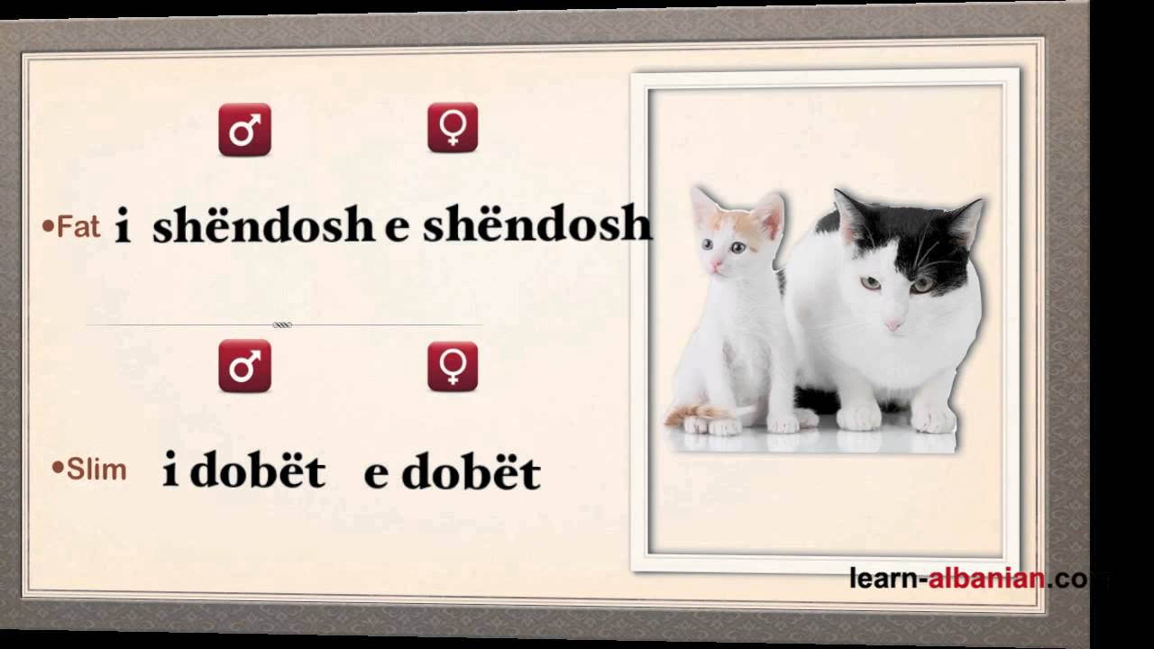 Adjectives ~ Antonyms / Learn Albanian Grammar
