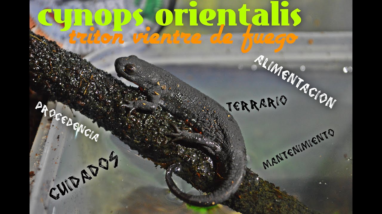 Cynops Orientalis o Triton de vientre de fuego