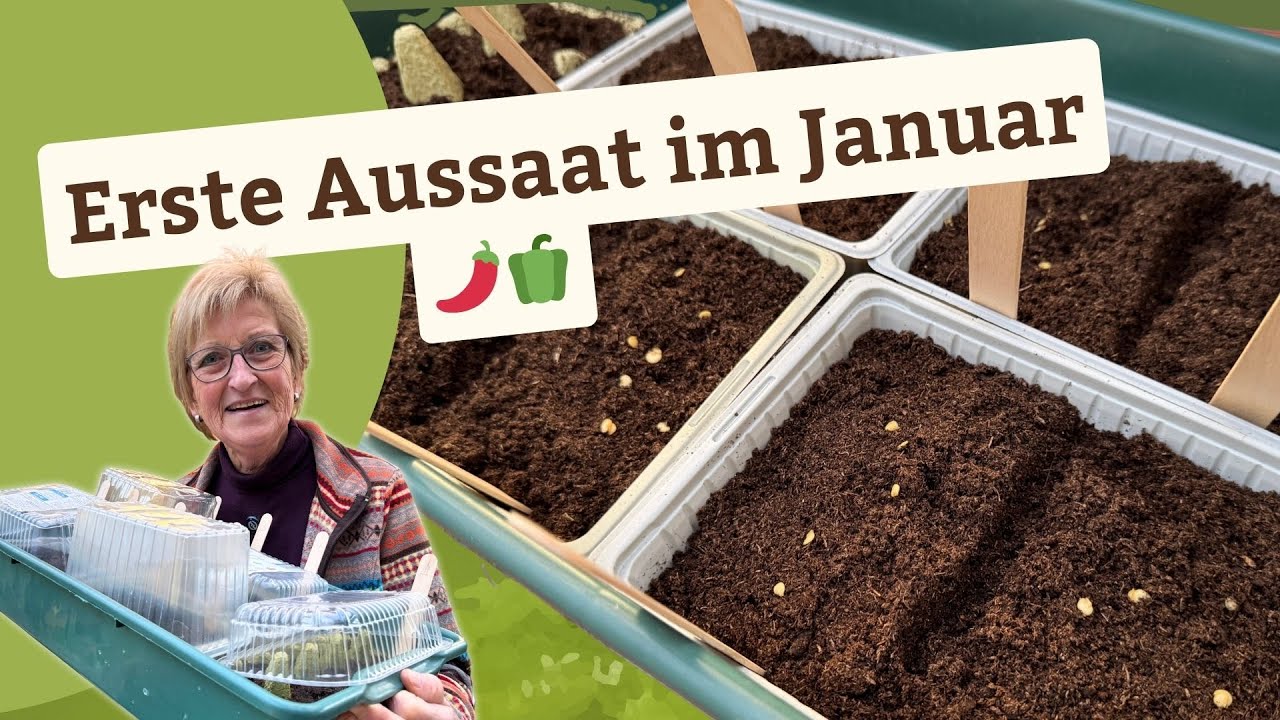 Paprika & Chili im Januar aussäen  -  So startet mein Gartenjahr
