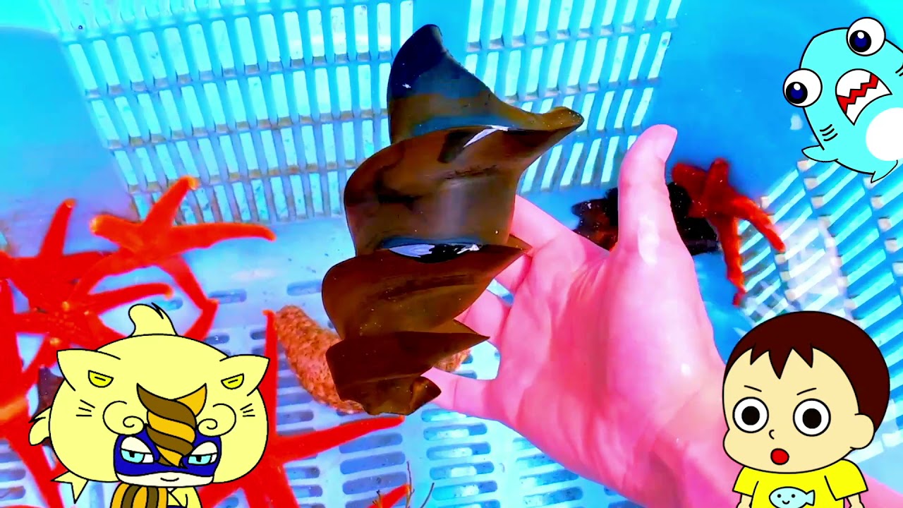 【海の生き物アニメ】海ほおずきでネコザメや伊勢エビを観察したよ！