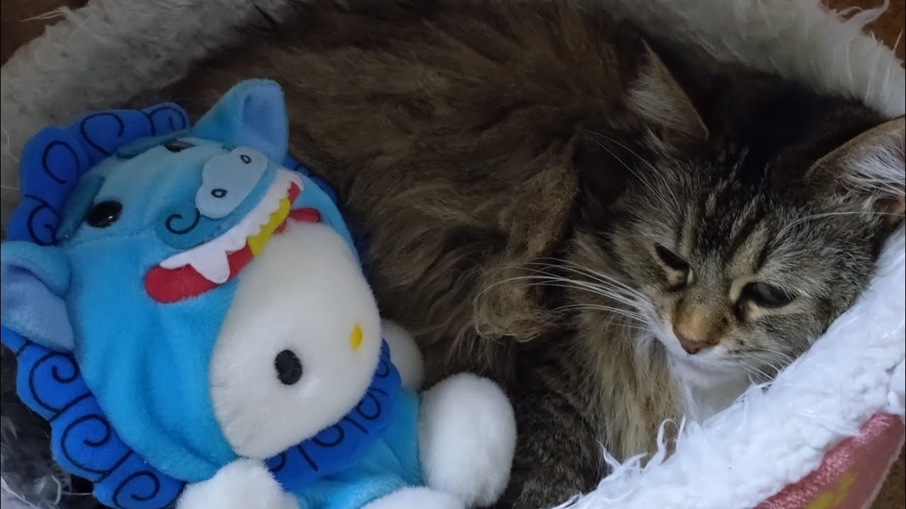vlog2026.1.22#ソロシニア#日常#無職#60代#ねことの暮らし 