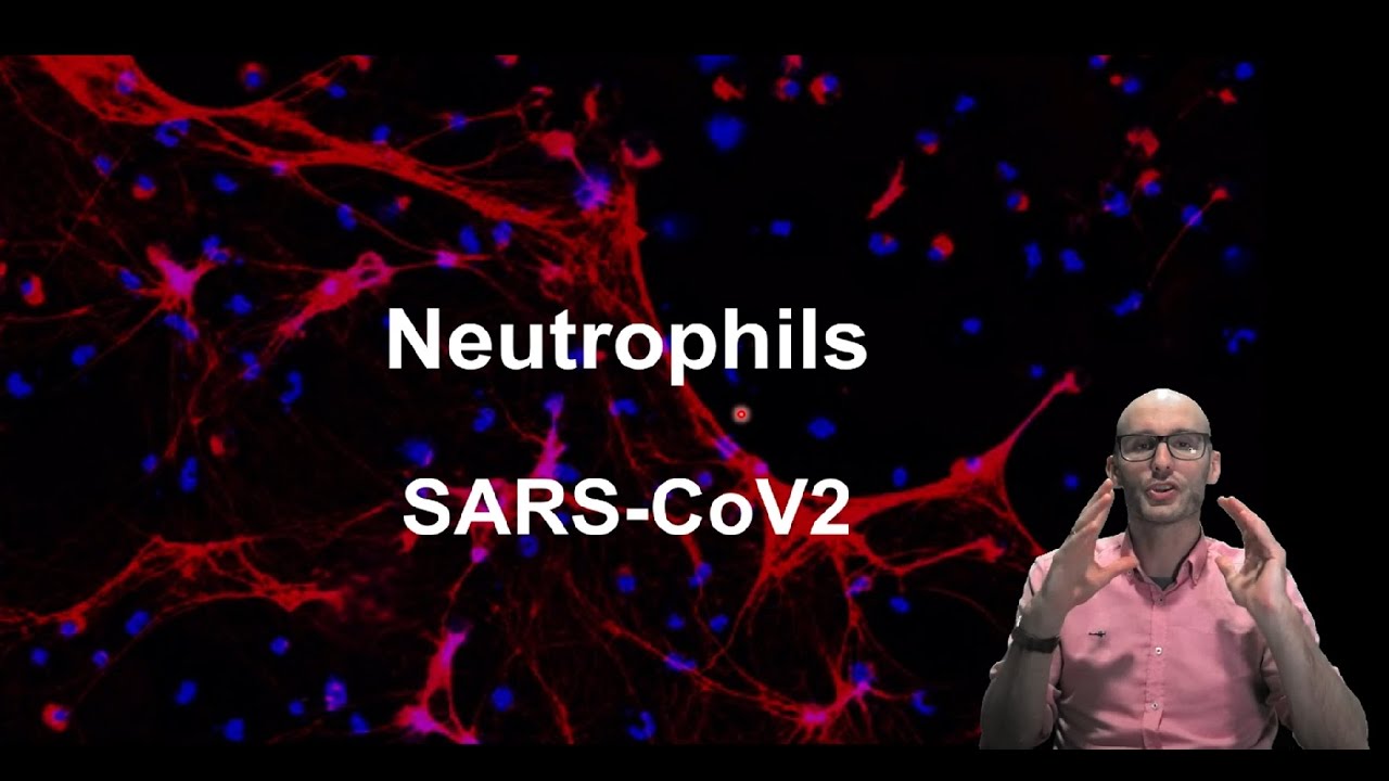 Neutrophils and SARS-CoV2 (COVID19)