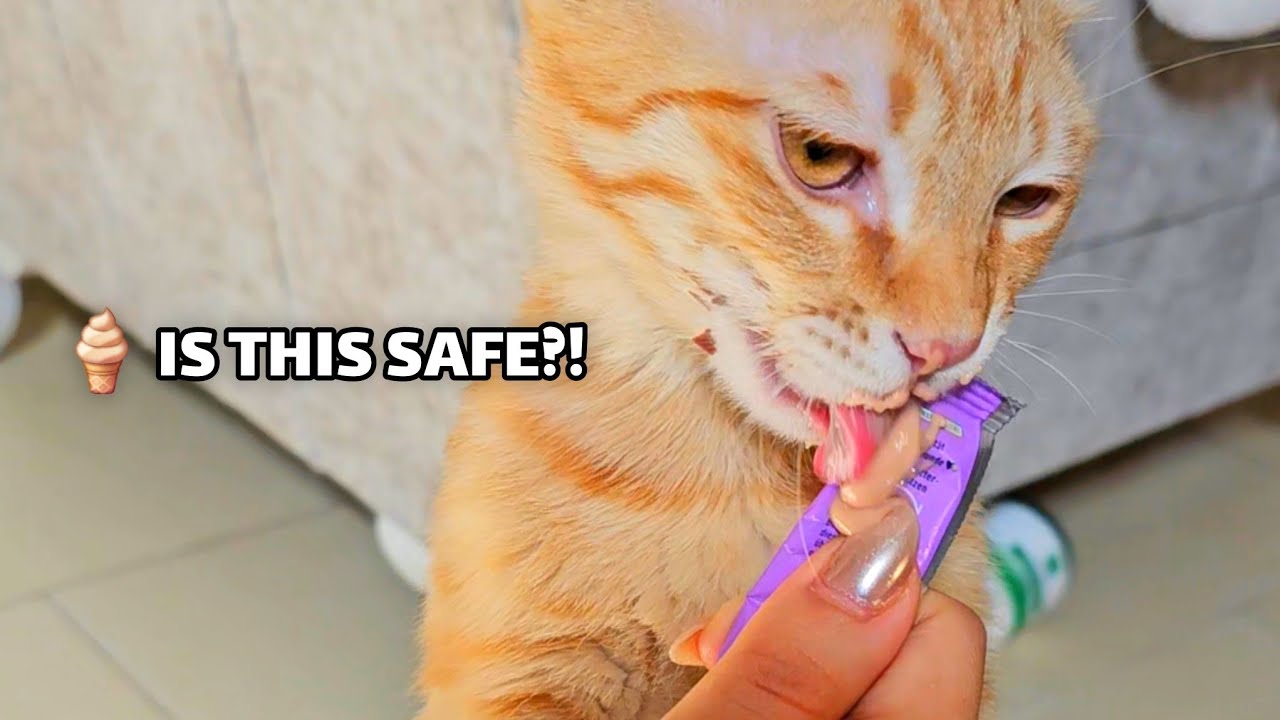 I didn’t expect THIS reaction… 🍦😳Pino or Kitty — who’s braver? 👀