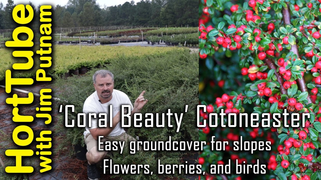 Irga 'Coral Beauty' - kontrola erozji, kwiaty, jagody i ptaki🐦🌼