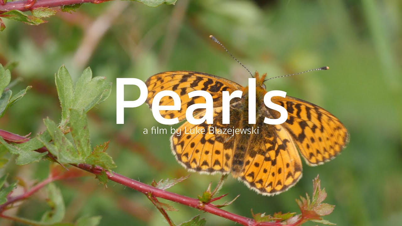 Pearls - a film by Luke Blazejewski