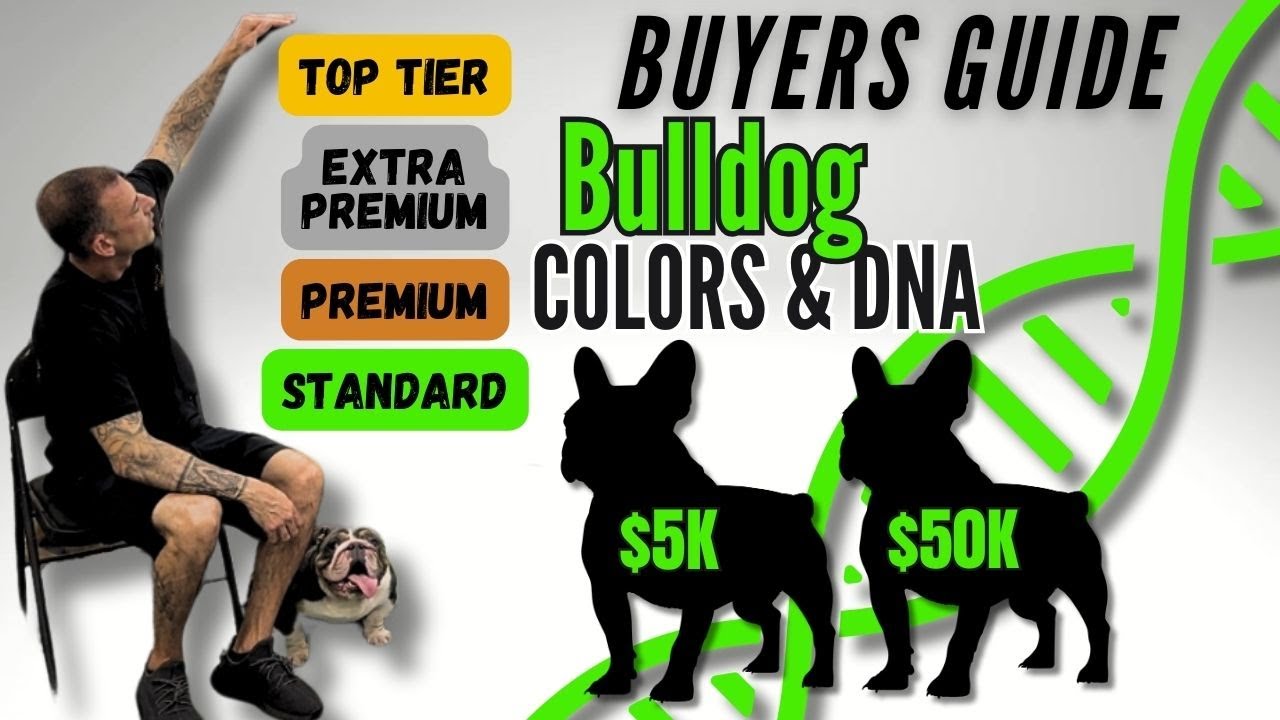 Understanding Bulldogs colors & DNA : Everything you need to know MASTERCLASS!