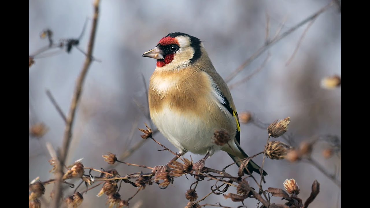 CARDELLINI  In pastura su Dittrichia...