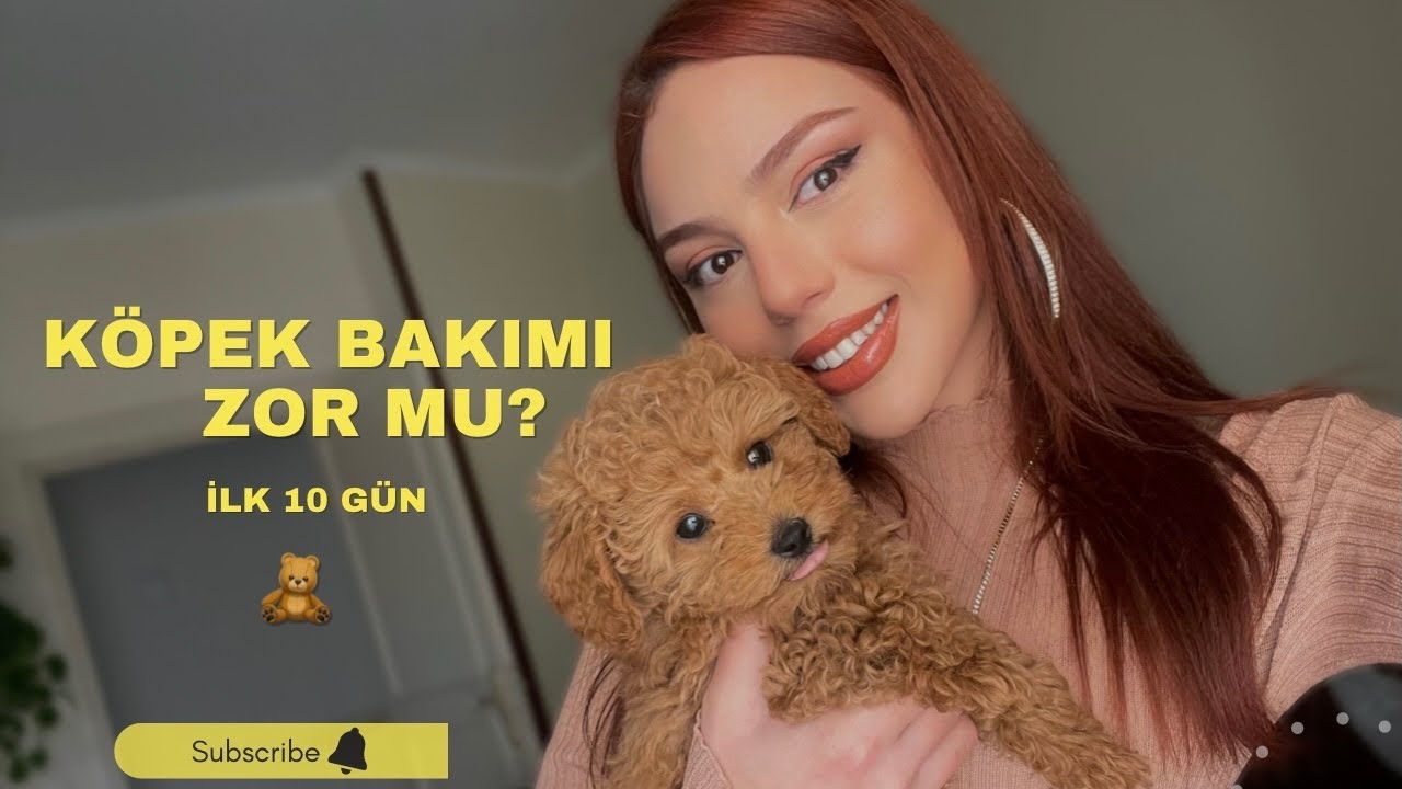 Poodle Toy Yavru Köpek Bakımı | Tuvalet Eğitimi, Tüy Dökme| İlk 10 Günlük Deneyim #poodletoy
