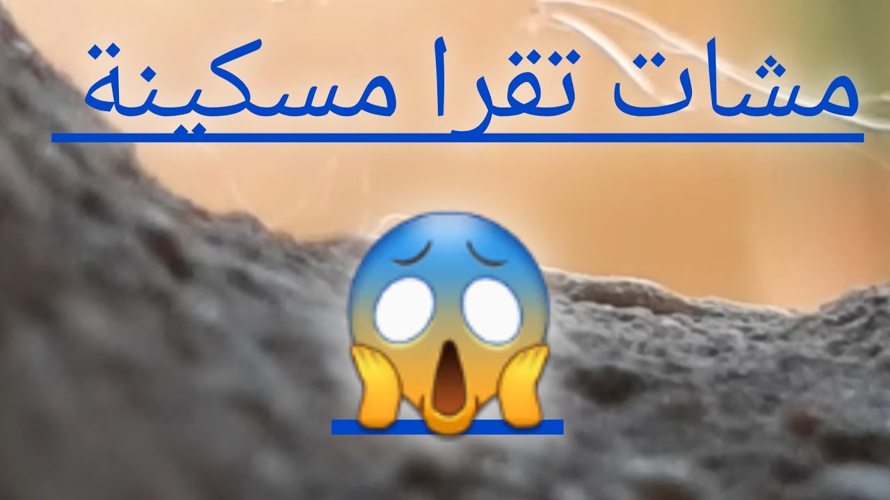 شوف بنتي مشات تقرا.حصلتهوم قيطي
